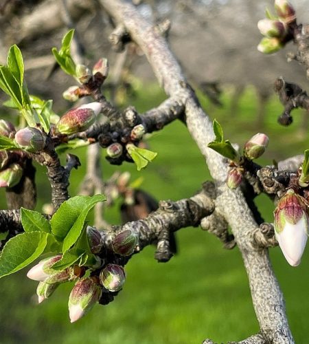 Conócenos almendras