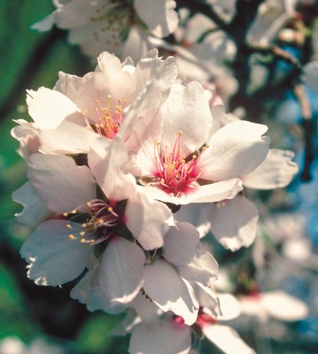 Conócenos almendras slide4